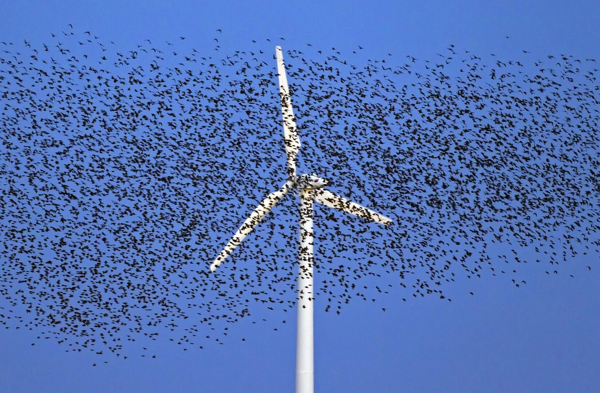Птицы не привыкли к тому, что в воздухе есть крупные двигающиеся преграды, поэтому они массово врезаются в лопасти ветряков. 