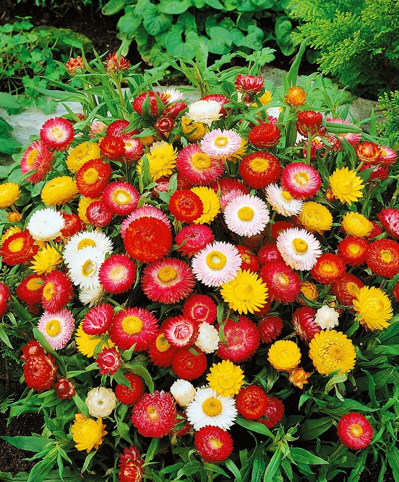 Гелихризум разных цветов в клумбе.