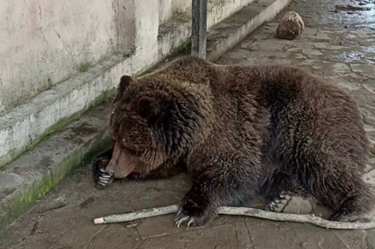    Один из спасенных медведей в Евпатории.
