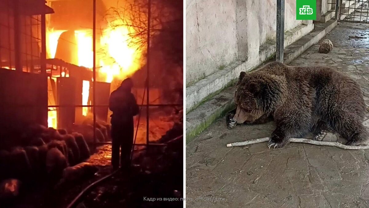 Контактный зоопарк сгорел в Евпатории: видео | НТВ: лучшее | Дзен