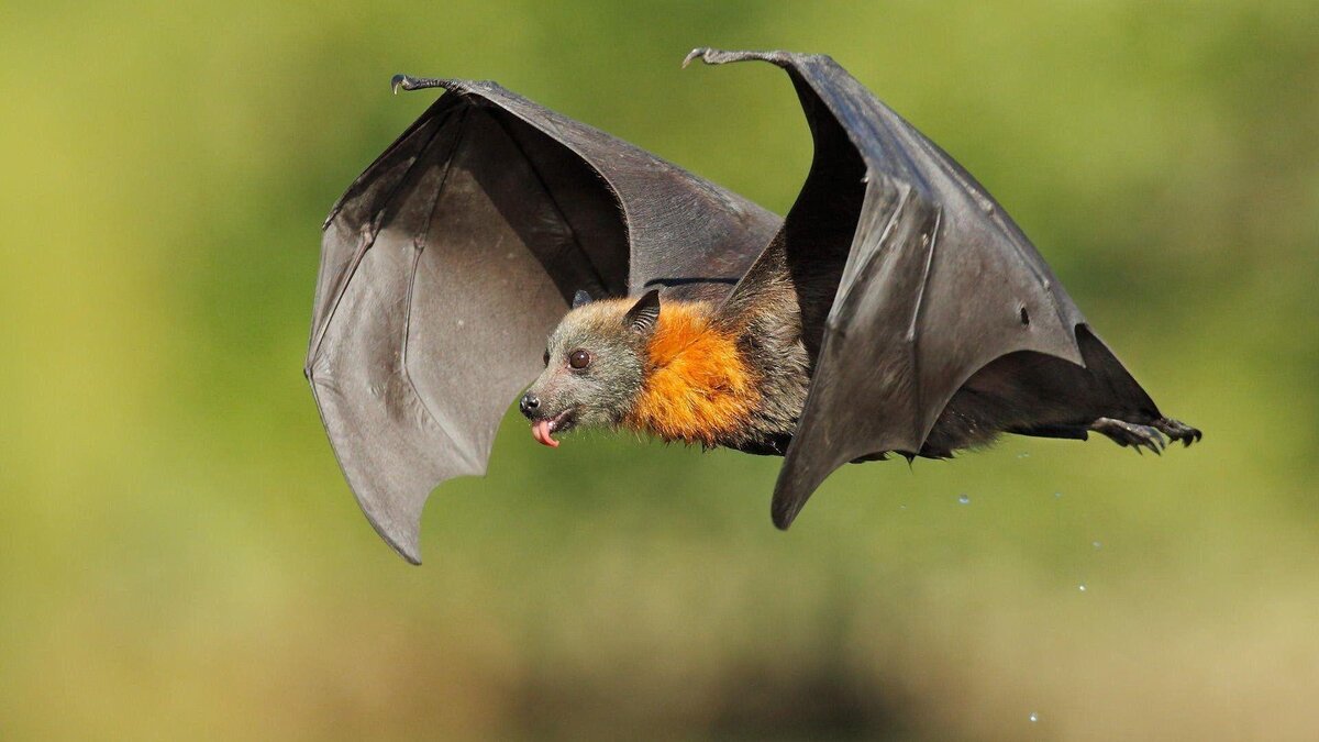 Преимущественное ОХОТЯТЬСЯ В НОЧНОЕ ВРЕМЯ