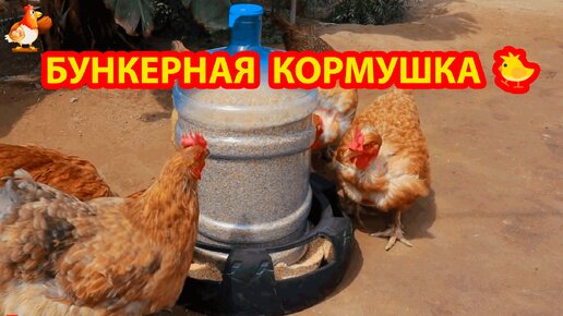 Бункерная кормушка курам из шины и бутыли от кулера 🐓 Сделай сам своими руками и порадуй несушек 😂