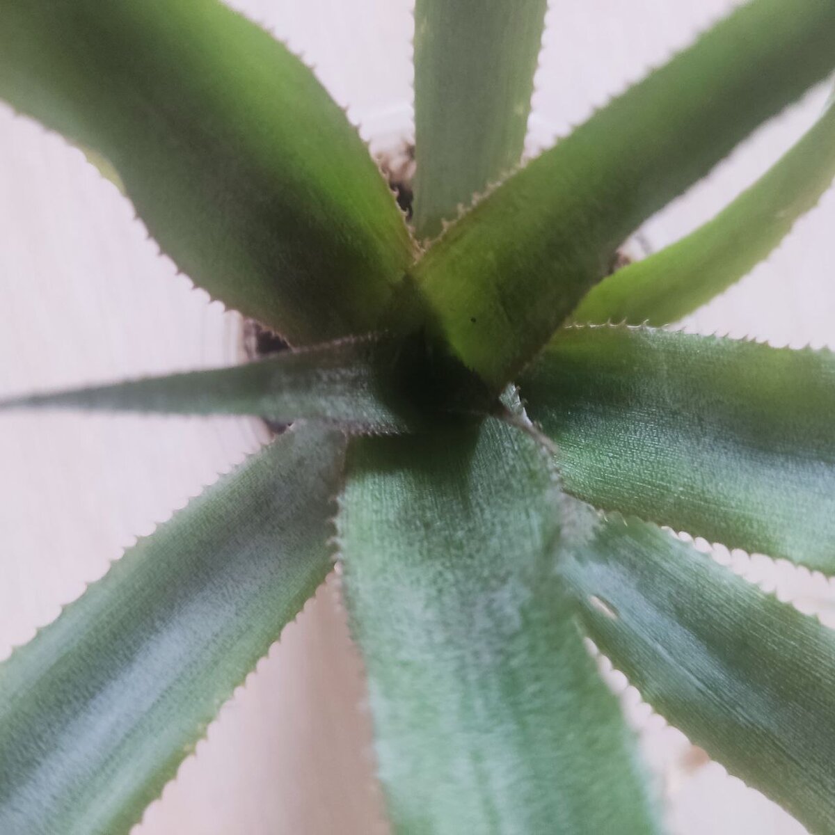 Розетка ананаса. 