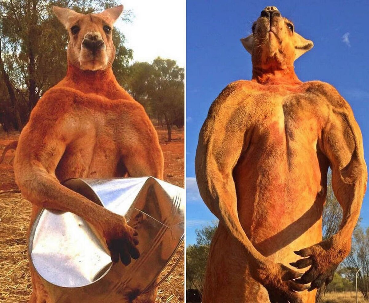 Самый известный в мире мускулистый кенгуру Роджер. Фото с сайта https://sportishka.com/