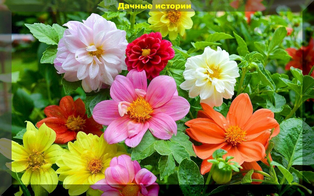 https://vk.com/photo-159774511_457265121. Георгины однолетние