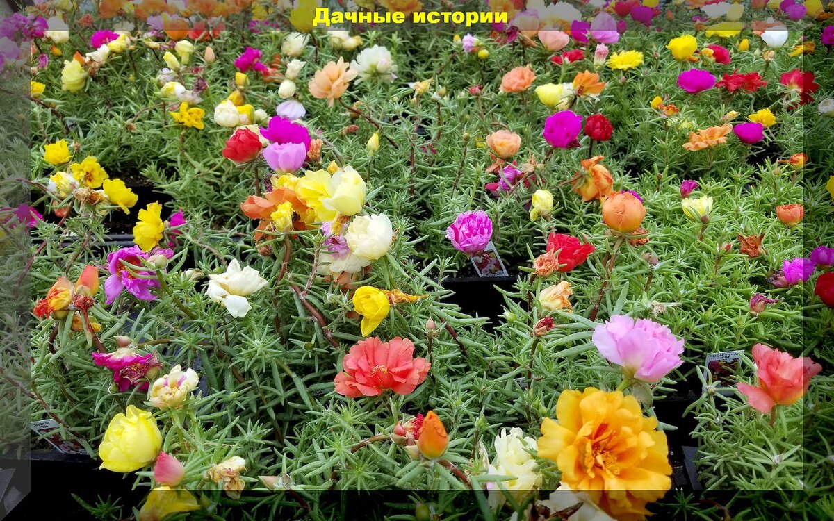 https://vk.com/photo-159774511_457265124. Портулак крупноцветковый