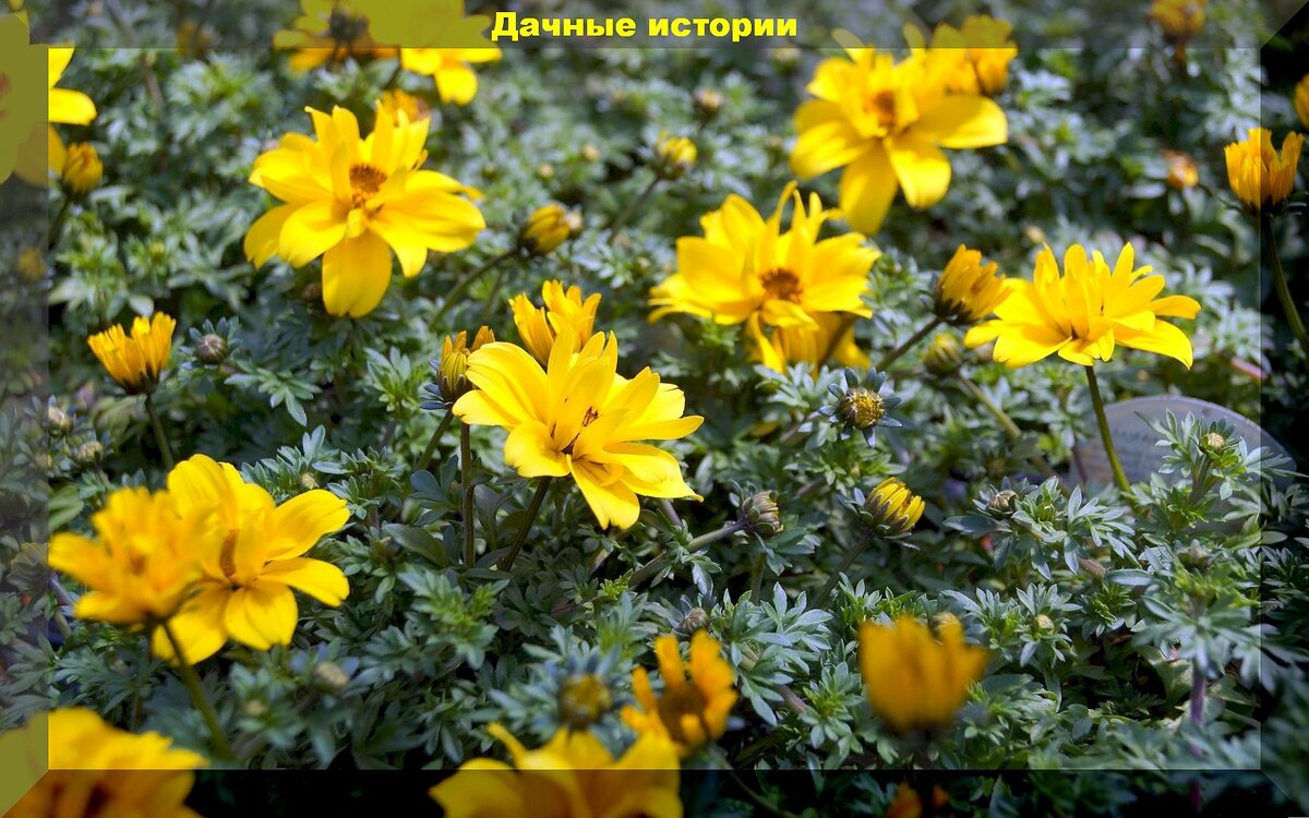 https://vk.com/photo-159774511_457265127. Череда ферулолистная