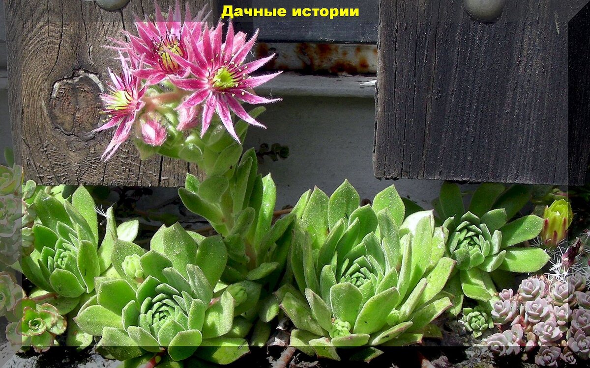 https://vk.com/photo-159774511_457265195. Молодило