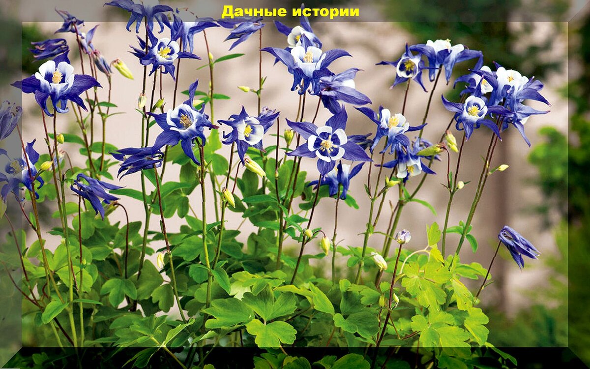 https://vk.com/photo-159774511_457265198. Аквилегия 