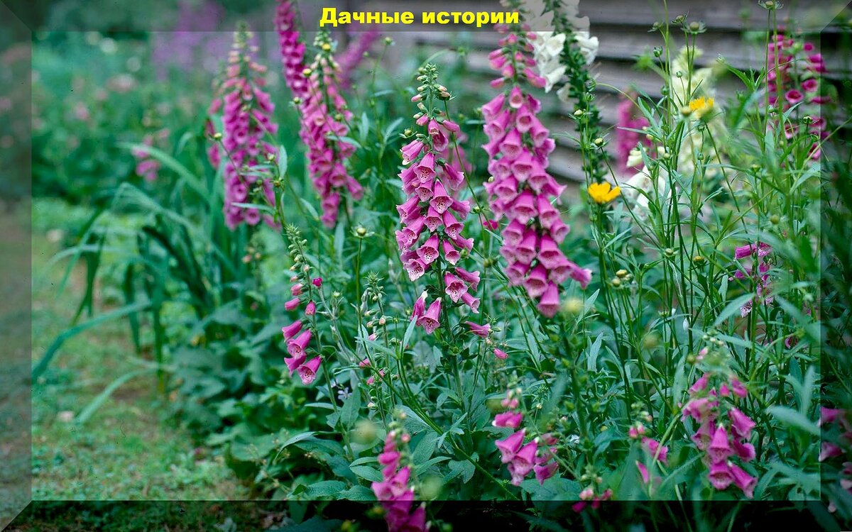 https://vk.com/photo-159774511_457265199
