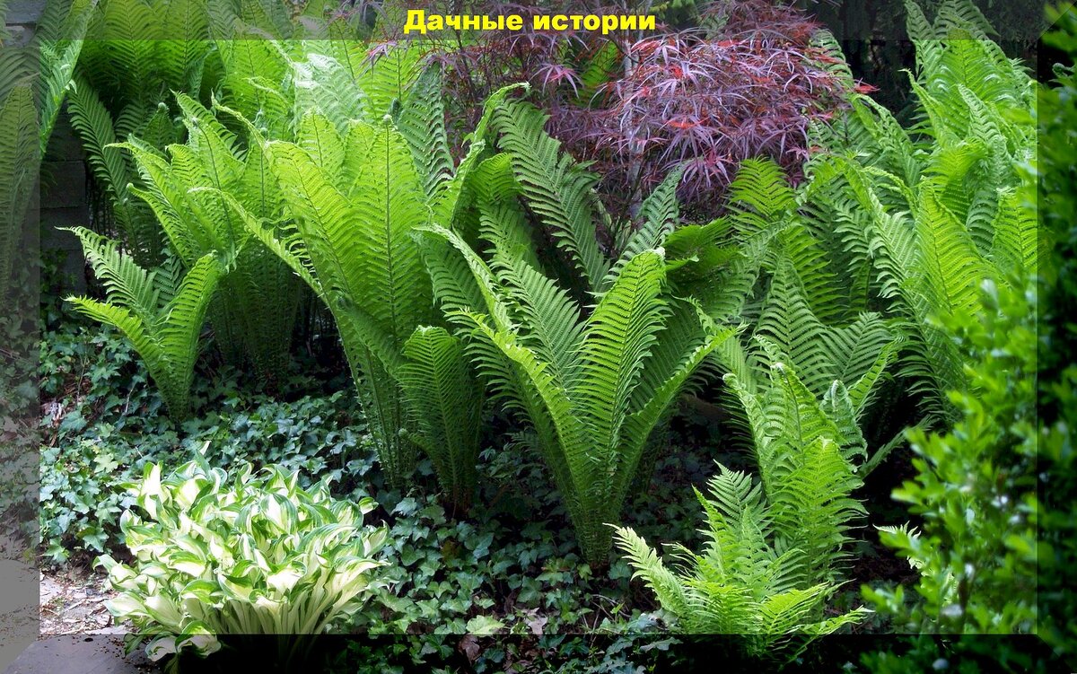 https://vk.com/photo-159774511_457265200. Папоротник садовый