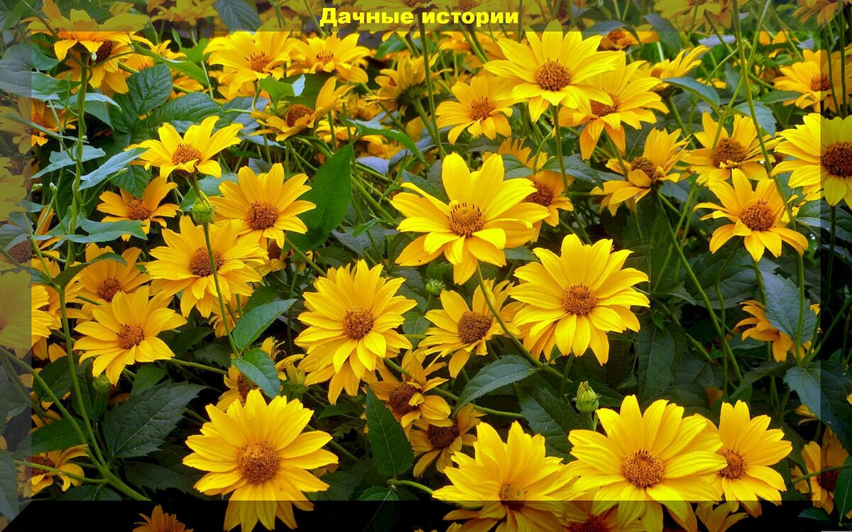 https://vk.com/photo-159774511_457265202.  Гелиопсис