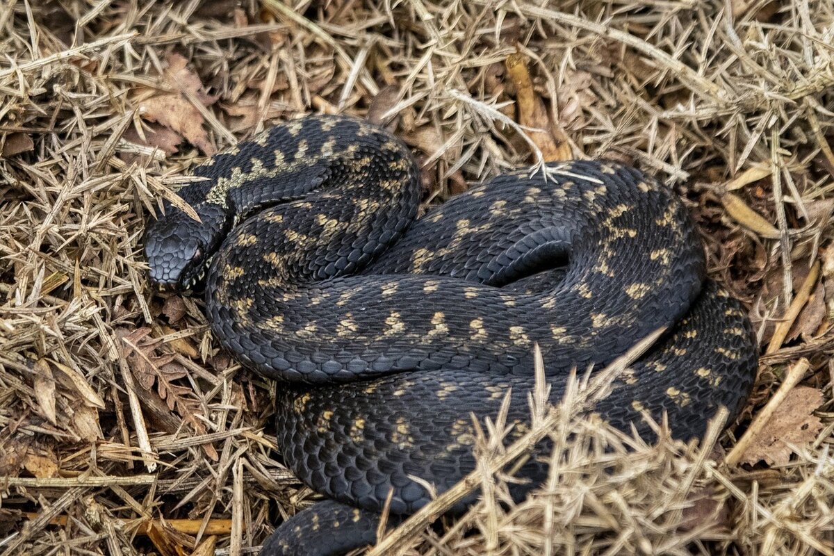 Змеи Дагестана, фото https://pixabay.com/ru/, Гадюка