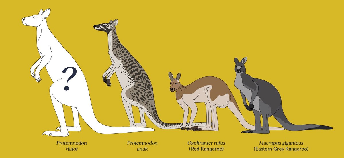 Protemnodon viator и его родственника Protemnodon anak в сравнении в масштабе с живыми красными кенгуру и восточными серыми кенгуру.