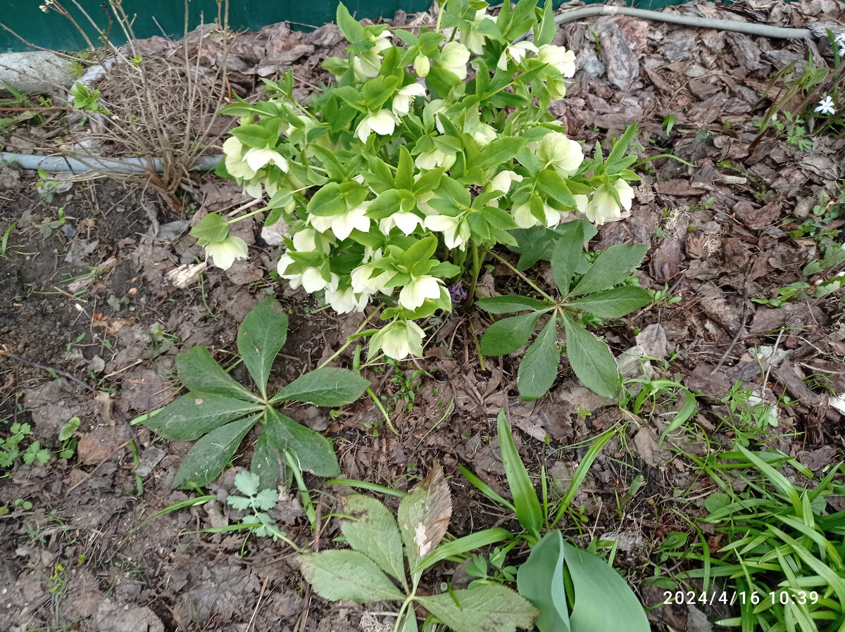 кавказский