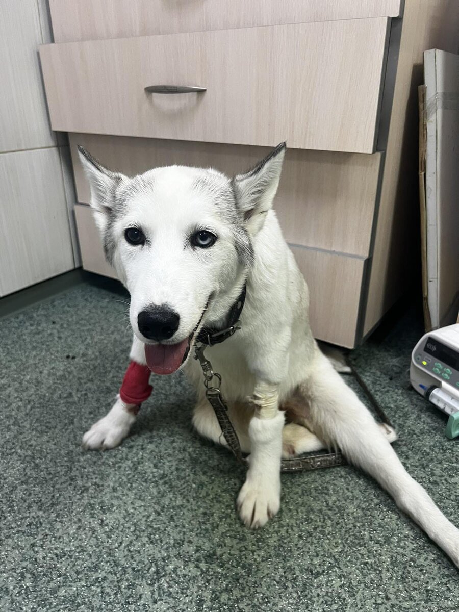 Малышка Снежка, сегодняшнее фото из стационара