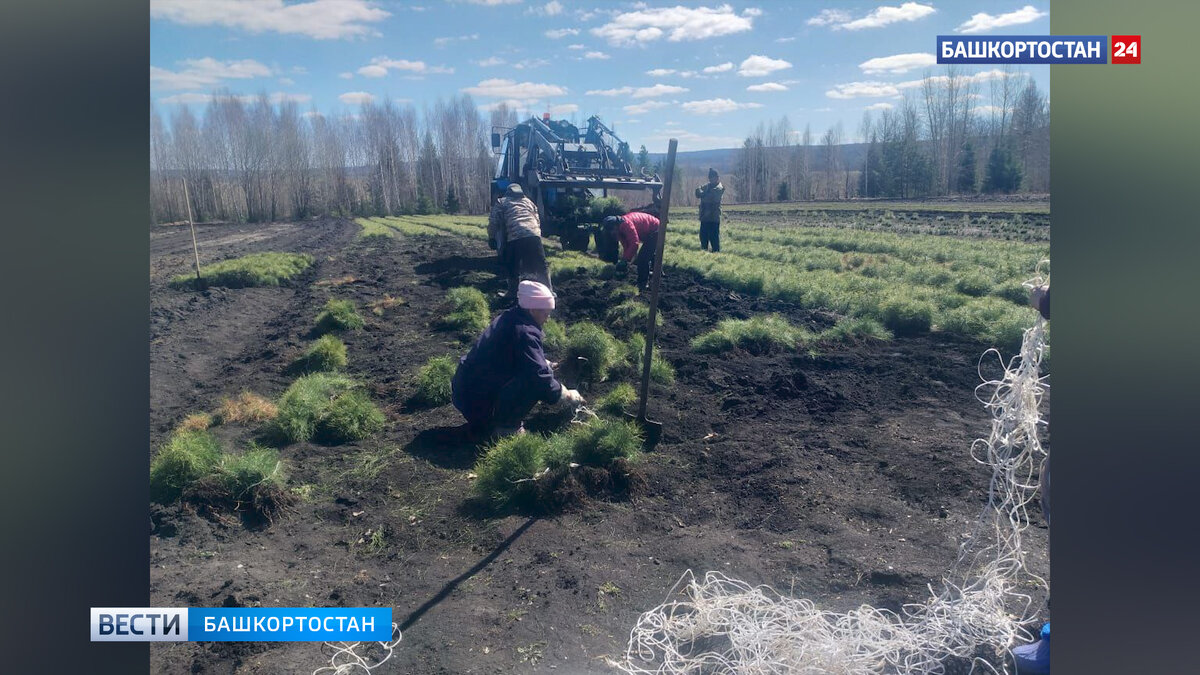    В 2024 году в Башкирии восстановят более 15 тысяч гектаров леса