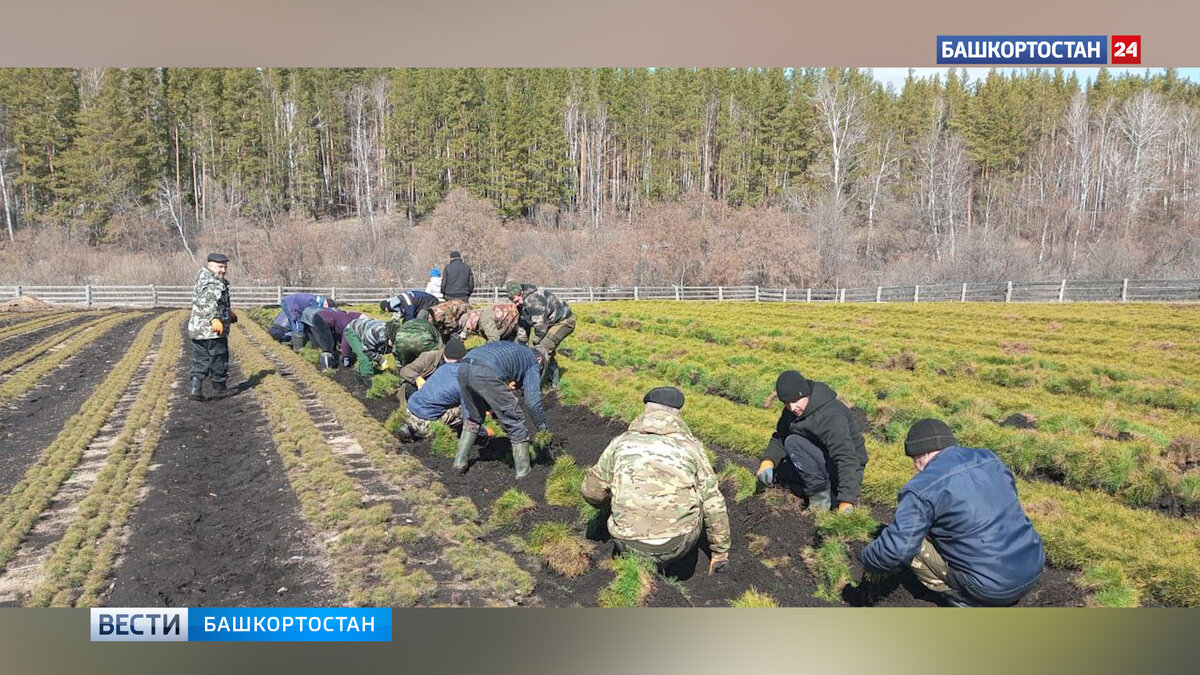    В 2024 году в Башкирии восстановят более 15 тысяч гектаров леса