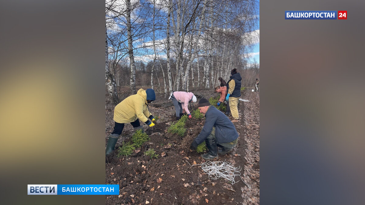    В 2024 году в Башкирии восстановят более 15 тысяч гектаров леса