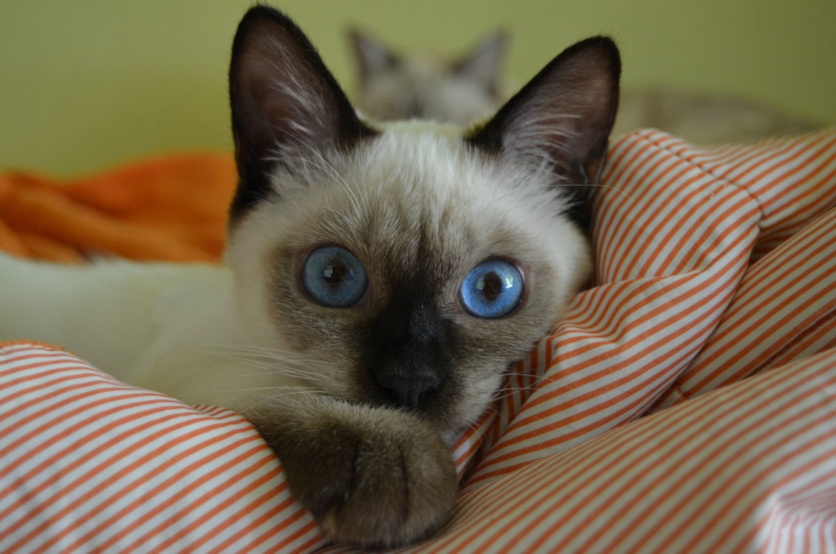 Предложений котят очень много, но я же лучше всех!