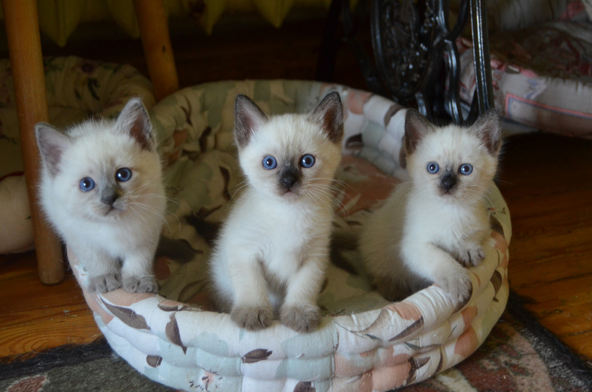 Хозяйка, а, хозяйка, ты же нас не отдашь кому попало?