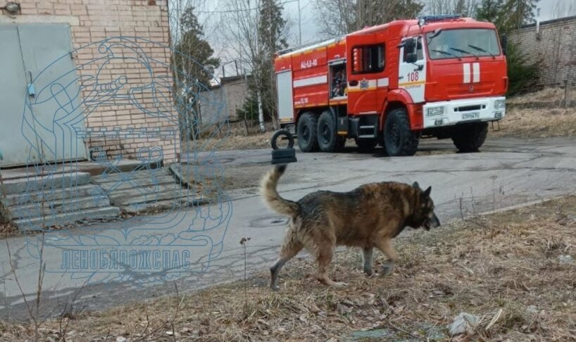 Фото: ГКУ "ЛЕНОБЛПОЖСПАС"