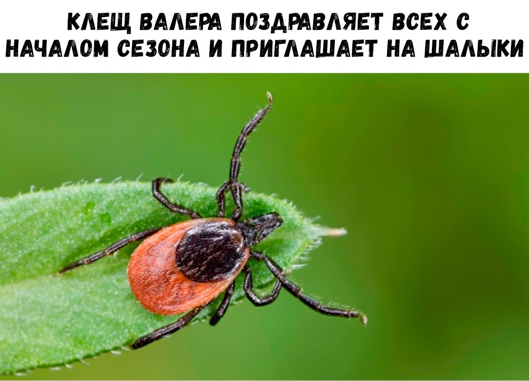 Картинка из интернета. Валера.