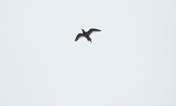 16 апреля, токующий травник, фото автора