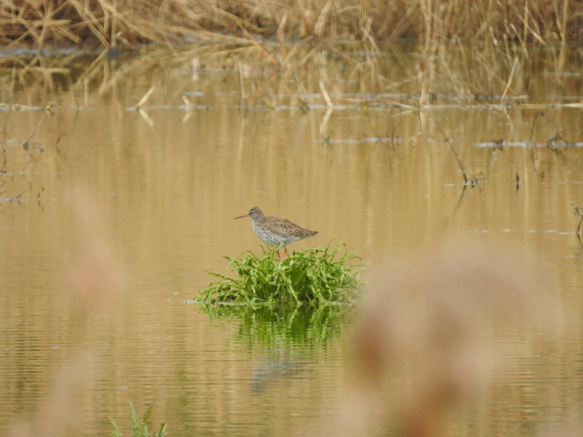 Травник, фото автора