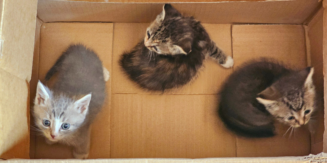 💔Три котёнка выживали в коробке 😭 зимой!!!