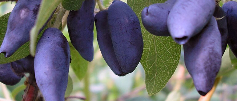 Жимолость это не только вкусно, но и очень полезно