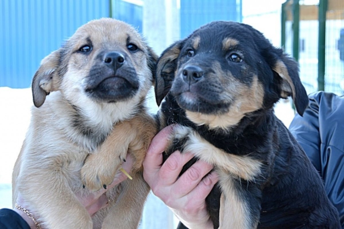    Челябинский госприют объявил день открытых дверей и раздачу собак