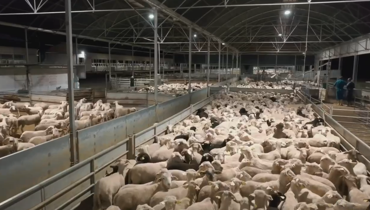 Фидлот Javier Camara (Испания) для овец