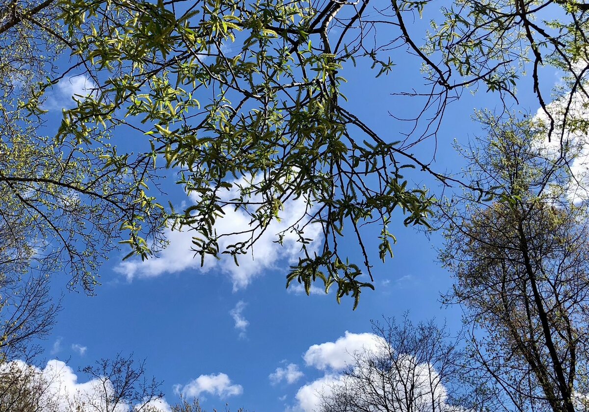 Весна в Москве | Где побывать? Что посмотреть? | Дзен