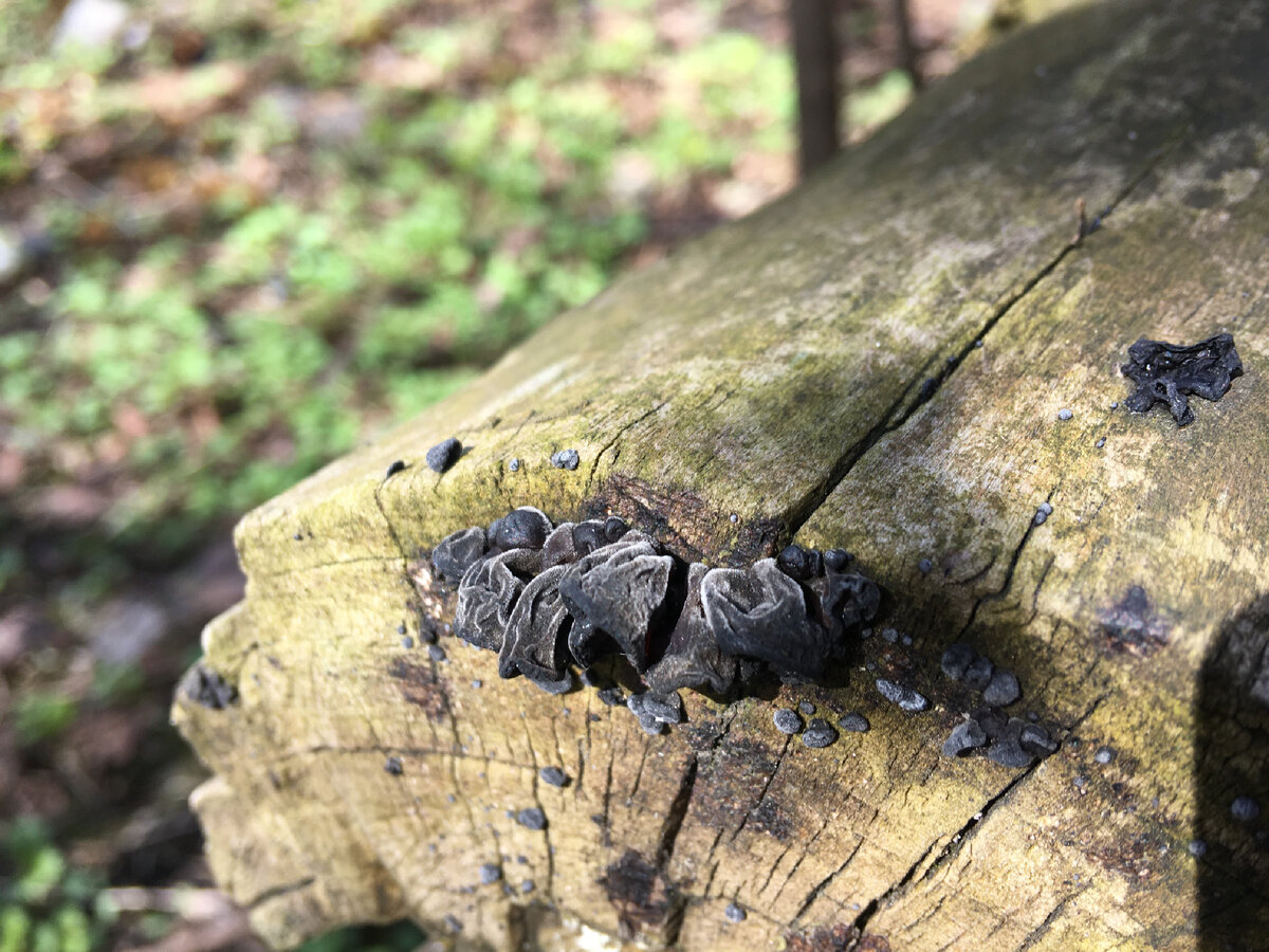 На американском клёне 