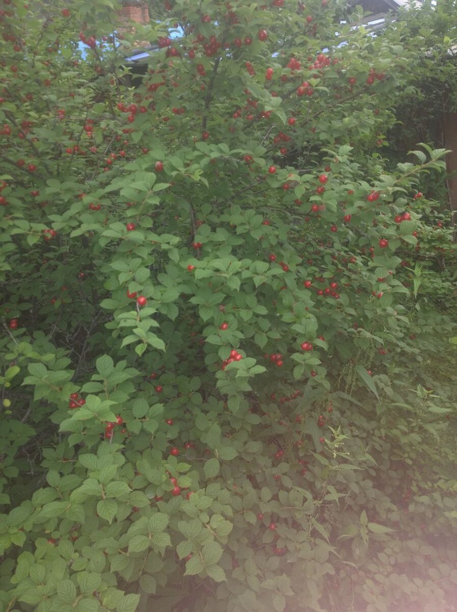Фото автора. Ещё фоточка со старого телефона мужа.
