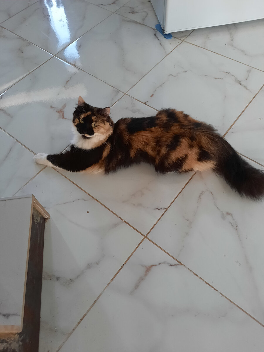 Это ЛИса. Ударение на первый слог.