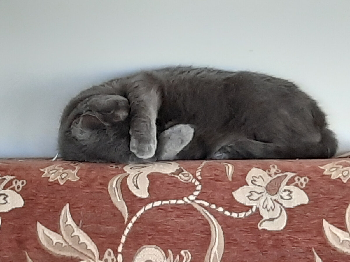 Шейла. Но речь не о ней.