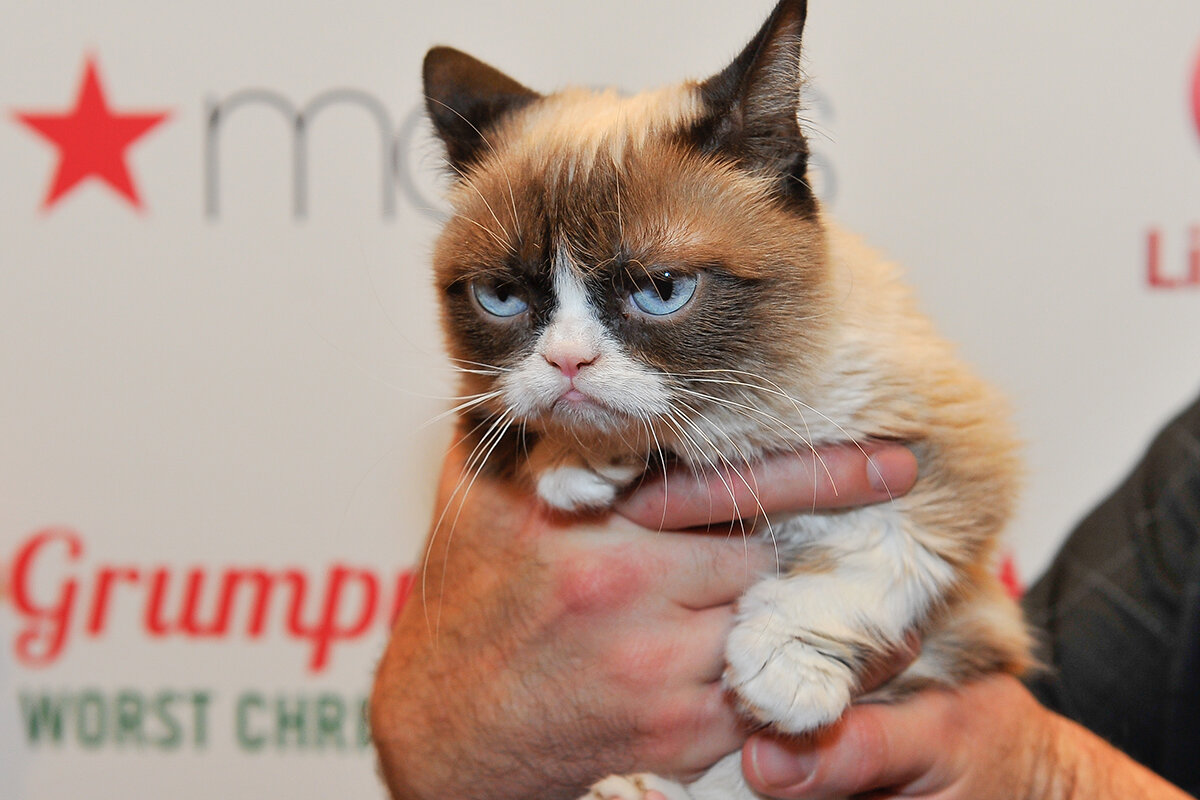 Steve Jennings / Getty Images📷Grumpy Cat