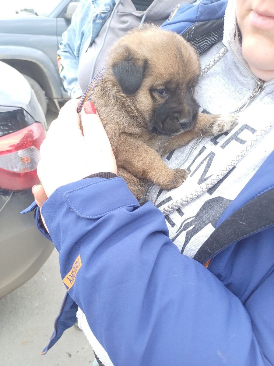    Трехмесячный щенок, спасенный волонтерамиЕвгения Черникова