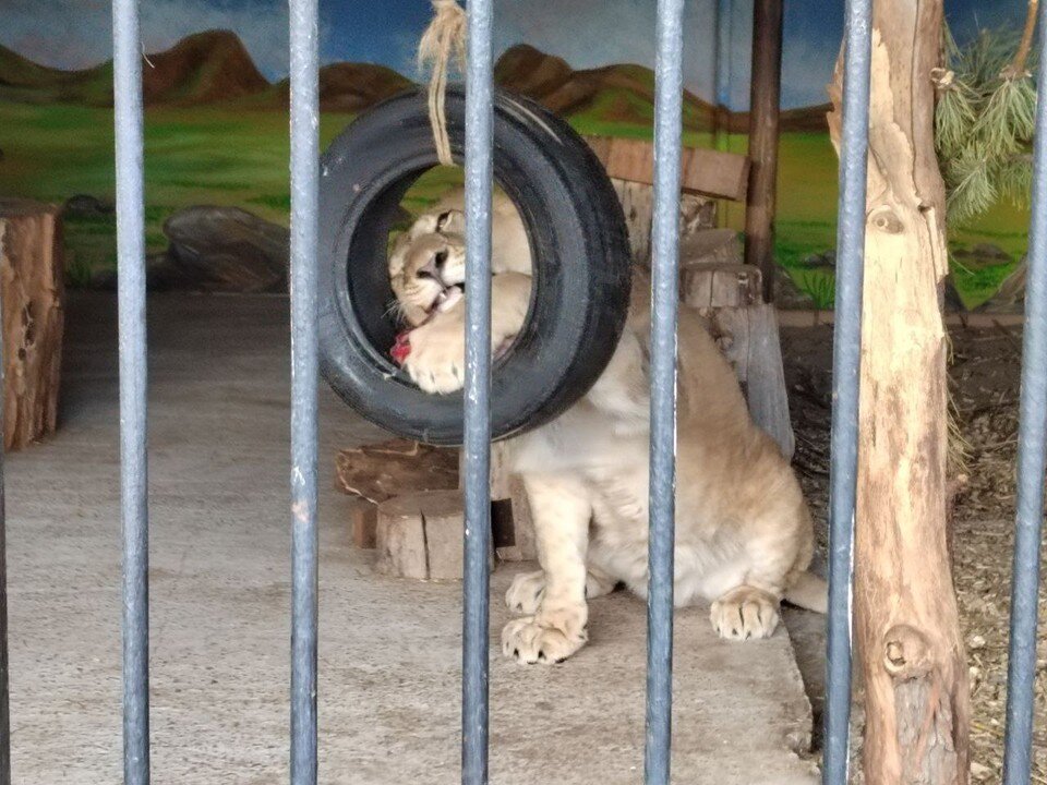    Львенка Алтая в день рождения порадовали любимым лакомством - куском мяса Светлана МАКОВЕЕВА