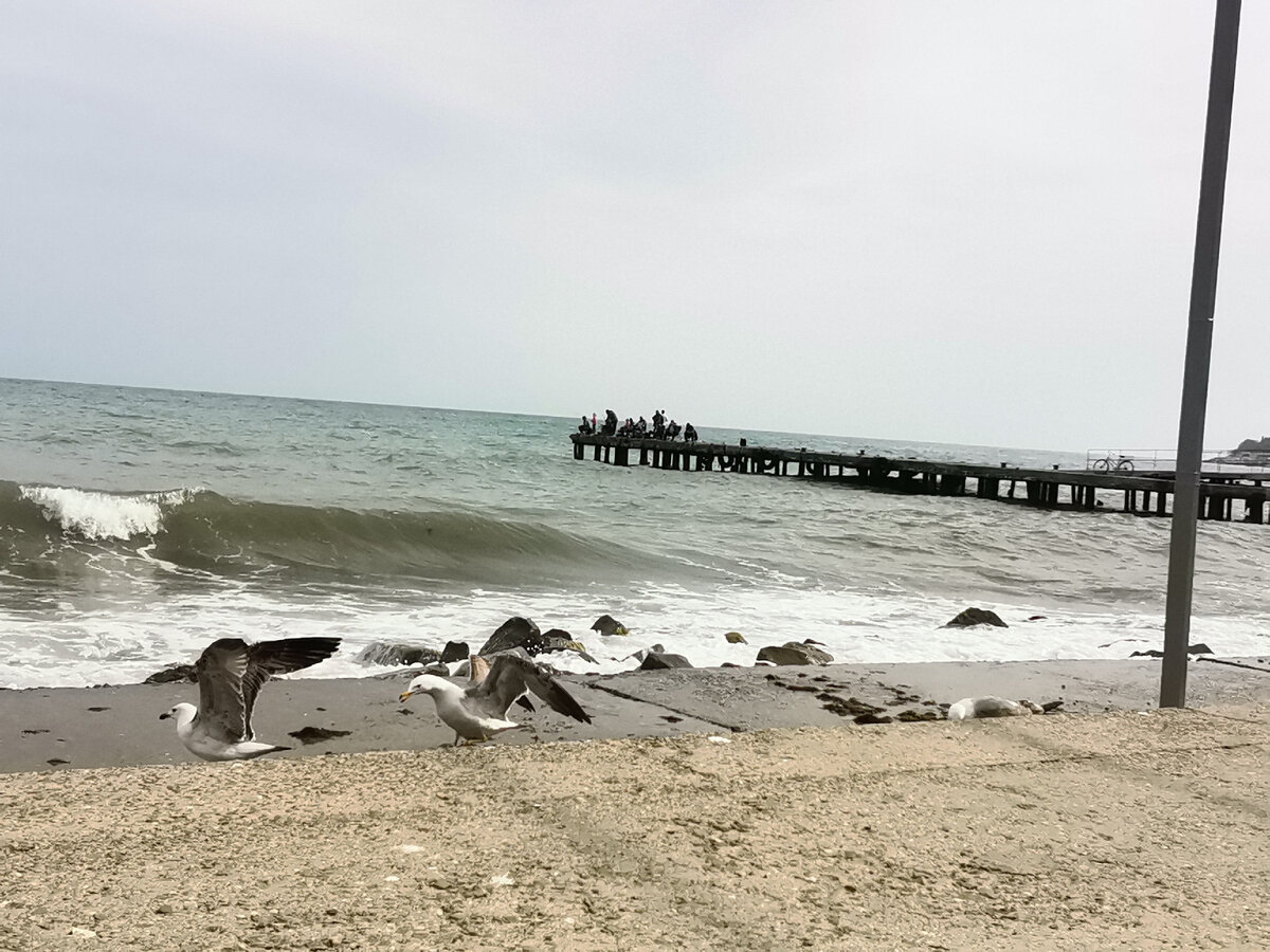 Чайки дурачатся.