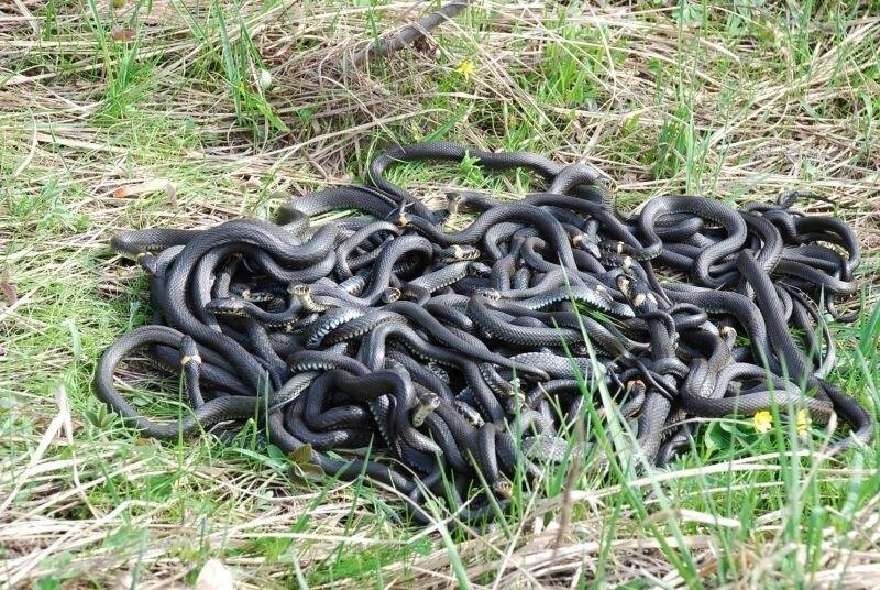 Фото из свободных источников 