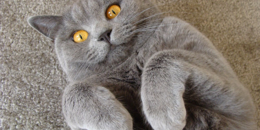 😻9 веских причин завести кота