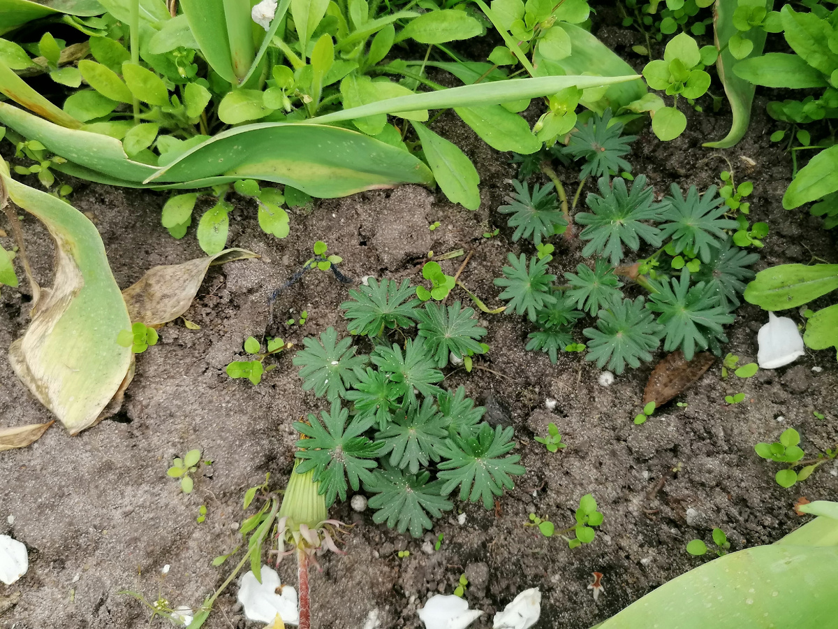 Май 2023. Герань 'Alan Bloom' Листья как зелёные солнышки.