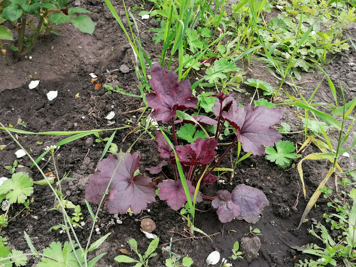 Май 2023. Heuchera Grape Expectation