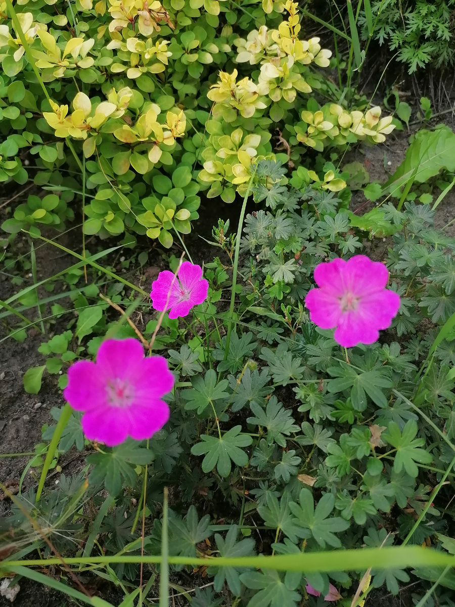 Август 2024 Герань 'Alan Bloom