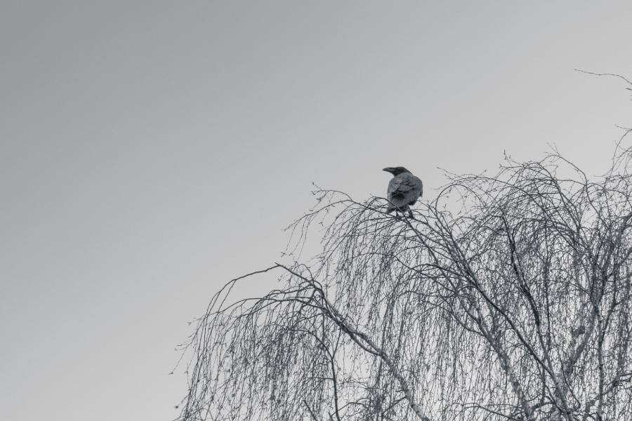 Фото: Nikola Johnny Mirkovic / Unsplash.com