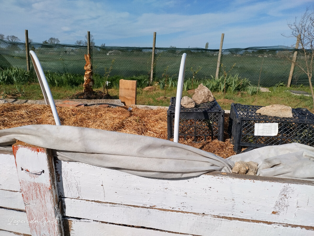 Укрывной держался на одном камне, уложила сбоку, придавила. Ящиками остатки помидор спасаю