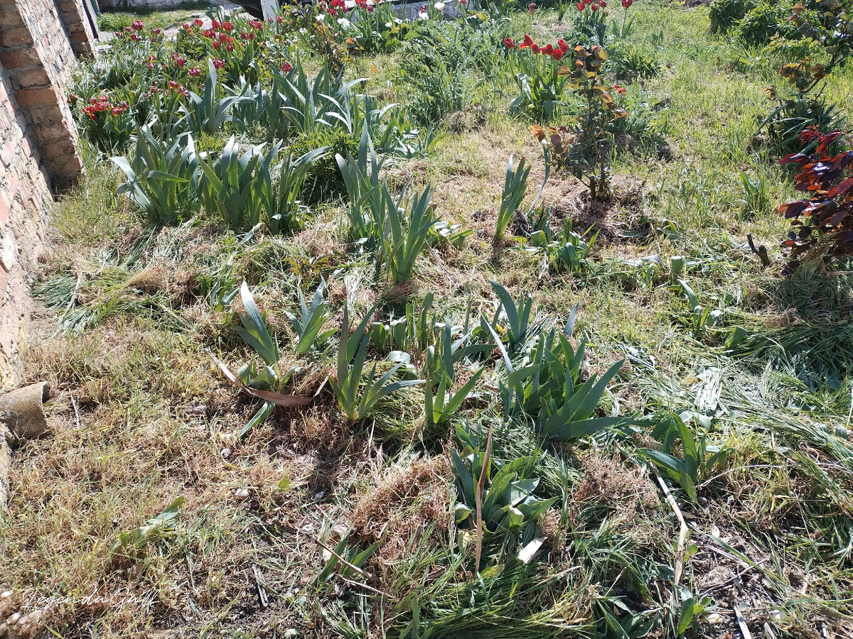 Сначала от тюльпанов повыдергала все